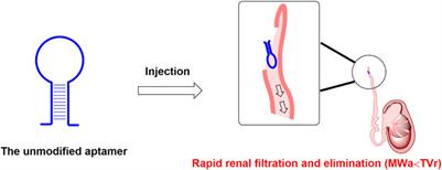 Strategies for developing long-lasting therapeutic nucleic acid aptamer targeting circulating protein: The present and the future